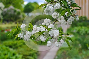 Chinese bush cherry Alba Plena