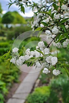 Chinese bush cherry Alba Plena in the garden photo