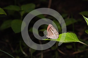 Chinese Bushbrown butterfly
