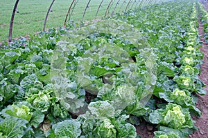 Chinese cabbage