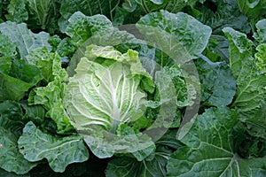 Chinese cabbage