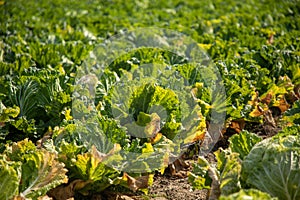 Chinese cabbage on an agriculture field,vegetable rows.