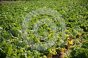 Chinese cabbage on an agriculture field,vegetable rows.