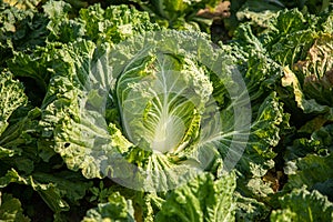 Chinese cabbage on an agriculture field,vegetable rows.