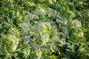 Chinese cabbage on an agriculture field,vegetable rows.