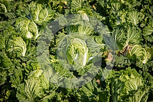 Chinese cabbage on an agriculture field,vegetable rows.