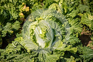 Chinese cabbage on an agriculture field,vegetable rows.