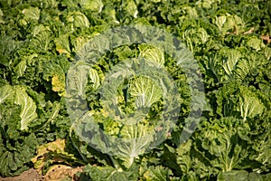 Chinese cabbage on an agriculture field,vegetable rows.