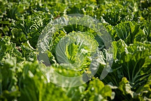 Chinese cabbage on an agriculture field,vegetable rows.