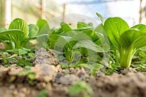 Chinese cabbage bok choi.