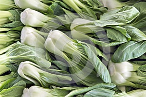 Chinese Cabbage Bok Choy