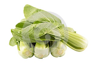 Chinese Cabbage Or Bok Choy III