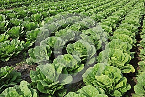 Chinese cabbage crops