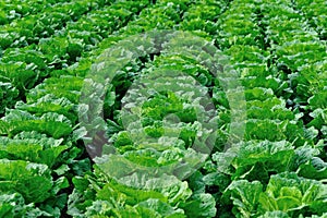 Chinese cabbage crops at field