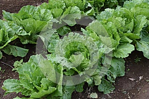 Chinese cabbage cultivation