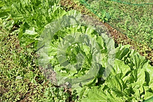 Chinese cabbage cultivation