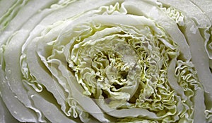 Chinese cabbage cut in half, large plan photo