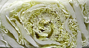 Chinese cabbage cut in half, large plan photo