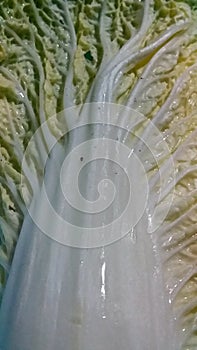 Chinese cabbage
