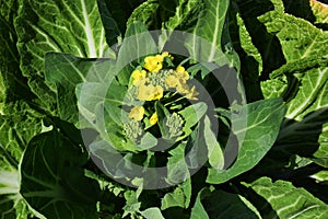 Chinese cabbage flowers