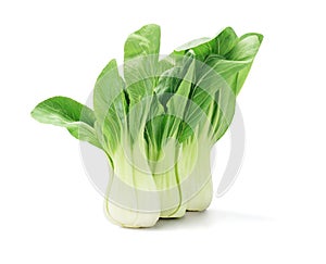 Chinese Cabbage