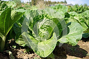 Chinese cabbage, leafy vegetable in production field