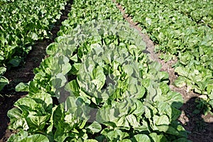 Chinese cabbage, leafy vegetable in production field