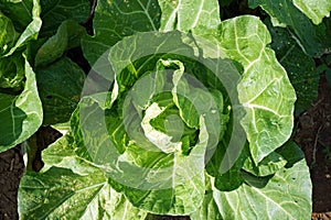 Chinese cabbage, leafy vegetable in production field