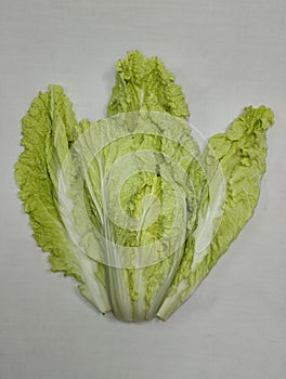 chinese cabbage or napa cabbage