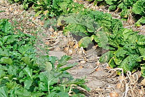 Chinese cabbage and onion crops at field