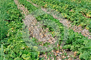 Chinese cabbage and onion crops at field