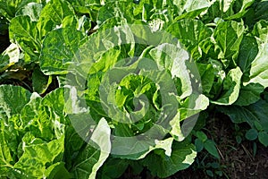 Chinese cabbage outdoor production field