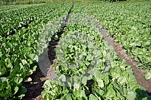 Chinese cabbage outdoor production field