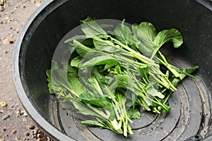 Chinese Cabbage-PAI TSAI or Brassica chinensis Jusl var parachi photo