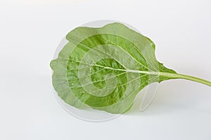 Chinese Cabbage-PAI TSAI or Brassica chinensis Jusl var parachinensis Bailey with root isolated  over white background photo