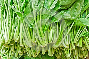 Chinese Cabbage-PAI TSAI or Brassica chinensis Jusl var parachinensis Bailey Tsen & Lee photo