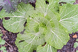 Chinese cabbage and red Russian kale in raised bed garden on rainy day