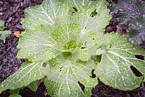 Chinese cabbage and red Russian kale in raised bed garden on rainy day