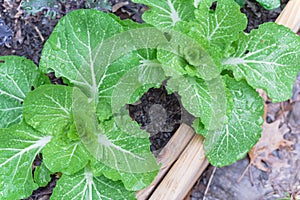 Chinese cabbage and red Russian kale in raised bed garden on rainy day