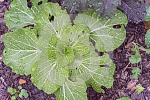 Chinese cabbage and red Russian kale in raised bed garden on rainy day