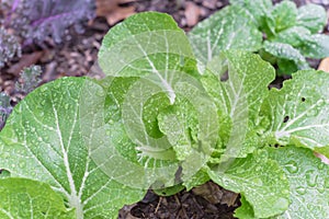 Chinese cabbage with water drops on green leaves in raised bed garden