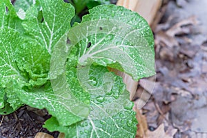 Chinese cabbage with water drops on green leaves in raised bed garden