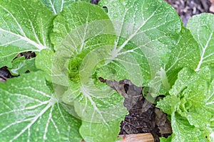 Chinese cabbage with water drops on green leaves in raised bed garden