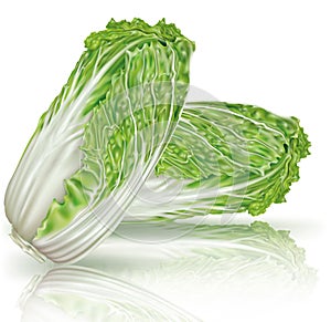 Chinese Cabbage on a white background