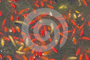 Chinese carp Koi in an artificial pond