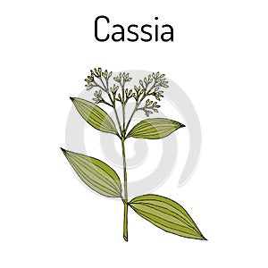 Chinese cassia Cinnamomum cassia , medicinal plant