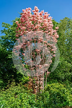 Chinese Cedar Flamingo tree