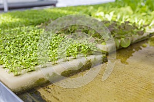 Chinese celery seedling with Hydroponic system