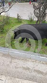 Chinese characteristics landscape and rural architecture