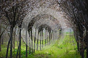 Chinese Cherry Blossom Spring Forest